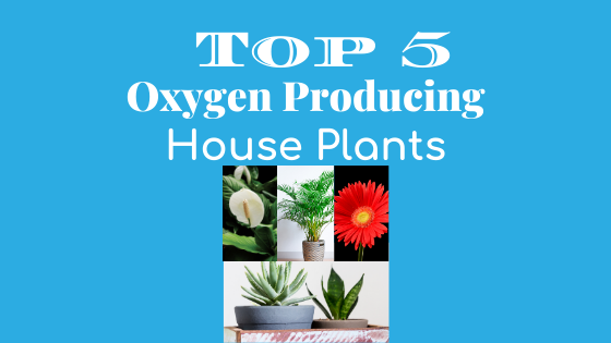 Top 5 Oxygen Producing House Plants