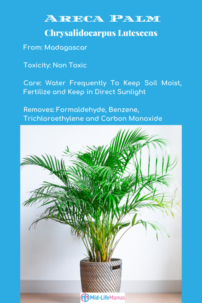 Areca Palm, toxicity, care and removes pollutants