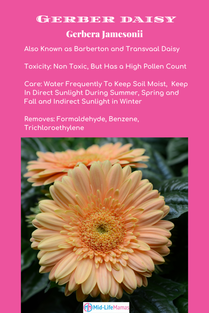 Gerber daisy, toxicity, care and removes pollutants